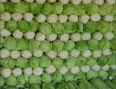 2018玉田白菜单重4一6斤，叶绿新鲜干净