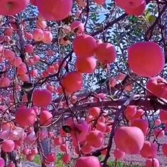 延安苹果大量出售15991262672 产地直销价格优惠，可批发零售