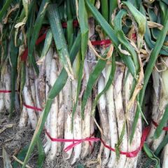 山东安丘供应优质长白大葱章丘大葱梧桐葱