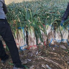 山东安丘市长白大葱