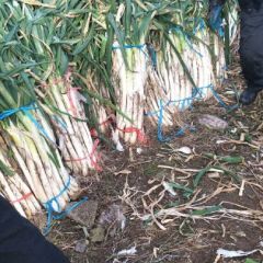 山东安丘凌河镇章丘大葱