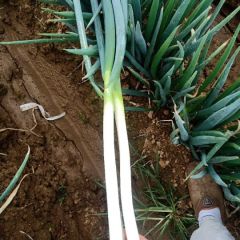 新野铁杆大葱基地位于老白河两侧