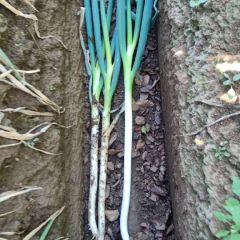 新野铁杆大葱，直径1公分以内，细货抢手，粗货迟。