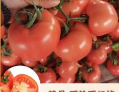 山东西红柿基地批发价格长期供应硬粉西红柿
