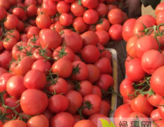 费县西红柿产地批发长期供应硬粉西红柿