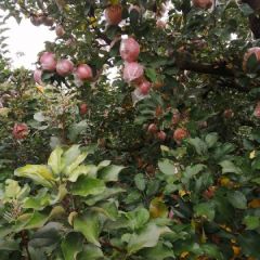 蜜桃之乡的糖心红富士