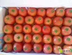 大量销售西红柿