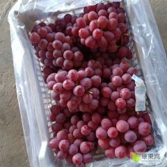 精品红提开始出库！