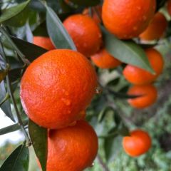 广西桂林东方红桔，世纪红桔代办代收