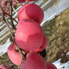 便宜出售超万斤红富士苹果