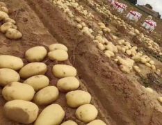 陕北沙地v7土豆，大量供应
