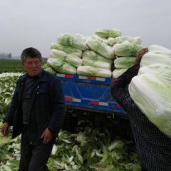 河南商丘大白菜基地