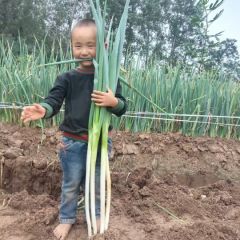 优质大蒜大量上市，产地直供，货源充足。品种多样。