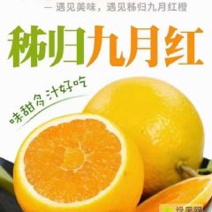 宜昌市秭归县九月红，大量上市，口感好，皮薄，果面光滑
