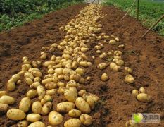 优质高产土豆种 厂价销售 全国发货