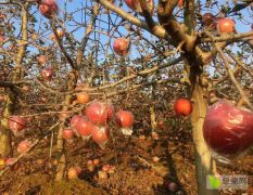 菏泽有机生态红富士苹果，口感脆甜汁多，原产地批发