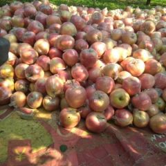 华北精品优质中秋王苹果{迎秋}基地供应！