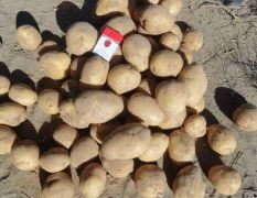 陕北沙漠精品土豆