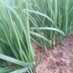 优质无公害韭菜,颜色黑绿 叶面宽厚,干净漂亮