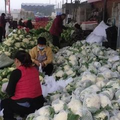 山东聊城菜花大批量上市