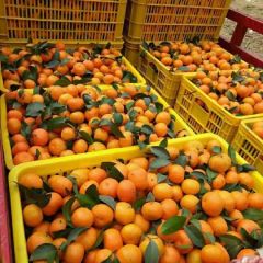 2021年广西来宾细皮沙塘桔大量上市