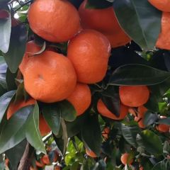 广西桂林永福县富硒沙糖桔大量供应中