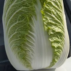 公司长期供应大白菜 ，包菜 ，甘蓝