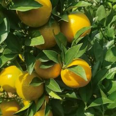 供应广西南宁扶绥县沃柑