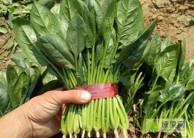2021年山东金乡大叶菠菜价格