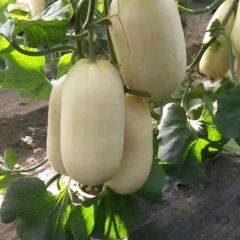 山西省运城市河津天美55甜瓜欢迎各地客户