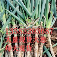 青岛平度铁杆大葱