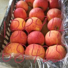 陕西冷库红富士苹果最新价格