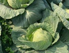 新野蔬菜质量品质保证