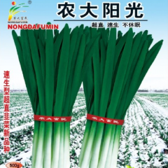 河南农大韭菜种子