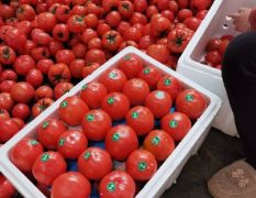 硬粉沙瓤西红柿，专供