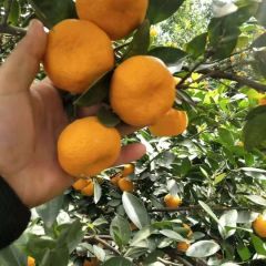 新余蜜桔皮薄汁多、入口化渣、我们团队全市实力代办