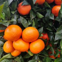 武鸣沃柑诚信代办