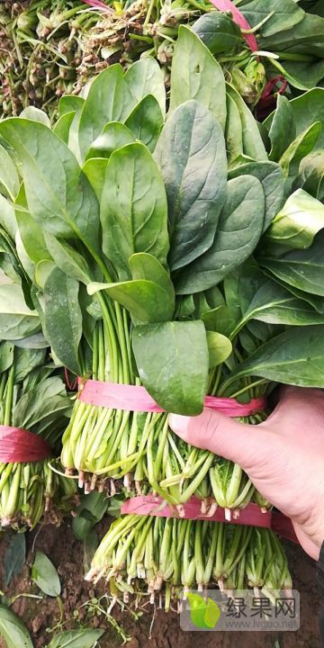 2022年山东岱岳大叶菠菜价格