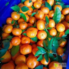 广西砂糖橘,纯甜多汁化渣,果面,电商 商超 市场 大型平台从