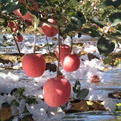 红富士苹果大大量接单