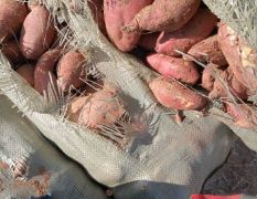 临沭红薯 青云山薯，红薯己开售303.二十六，西瓜红，欢迎选购。