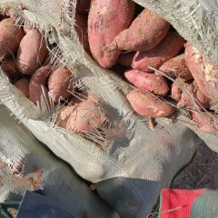 临沭红薯 青云山薯,红薯己开售303.二十六,西瓜红,欢迎选购。