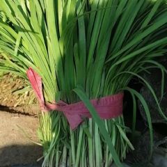 新鲜大棚韭菜产地供应