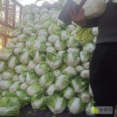 淮阳 大白菜 大量上市中，品种齐全，走市场，入库，大量有货