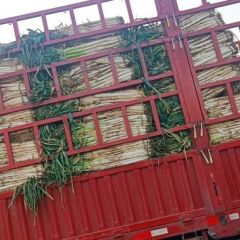 昌邑长白大葱大量上市中