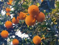 脐橙纽荷尔，代办各种应季柑桔。