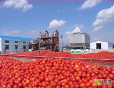 新疆番茄 自然成熟西红柿 常年供应。