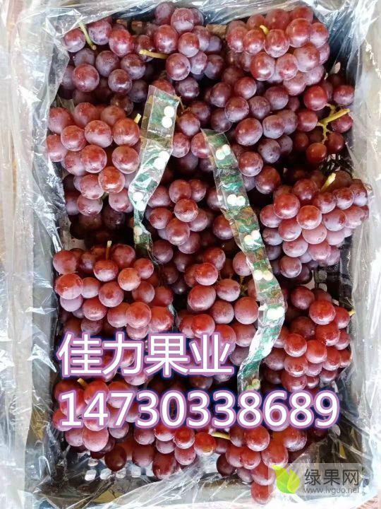 2021年河北晋州市巨峰葡萄价格