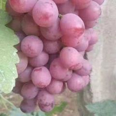 常年供应酿酒葡萄酿酒葡萄