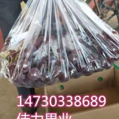 精品优选巨峰葡萄河北批发产地